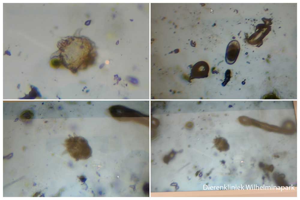 We zien mijten onder de microscoop